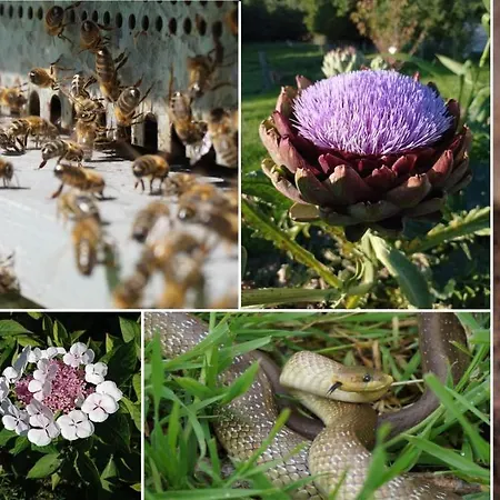 Oasis Dans Le Perche בית הארחה Rémalard